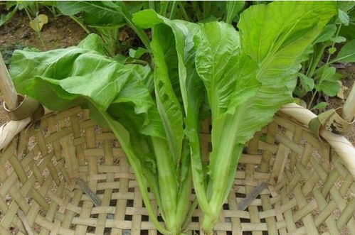 農(nóng)村這種菜長得和小孩一般高 適合便秘者吃 你有沒有吃過呢
